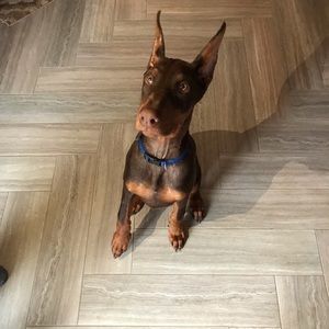 Meet your Posher, Alicia